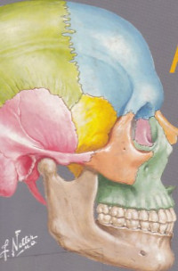 Image of Atlas of Human Anatomy
